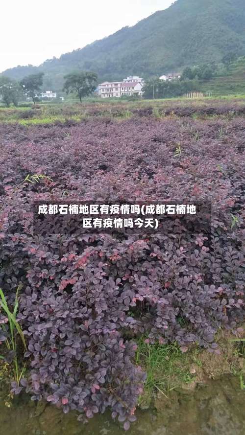 成都石楠地区有疫情吗(成都石楠地区有疫情吗今天)-第2张图片